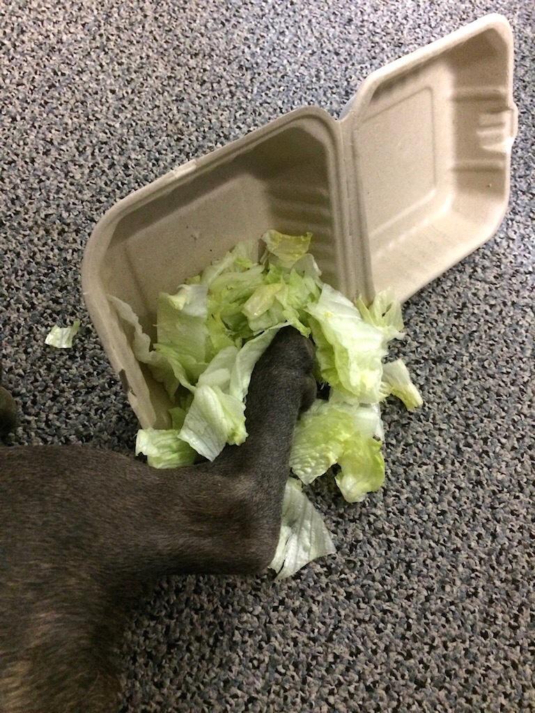 Foot Salad – Animal Lunch